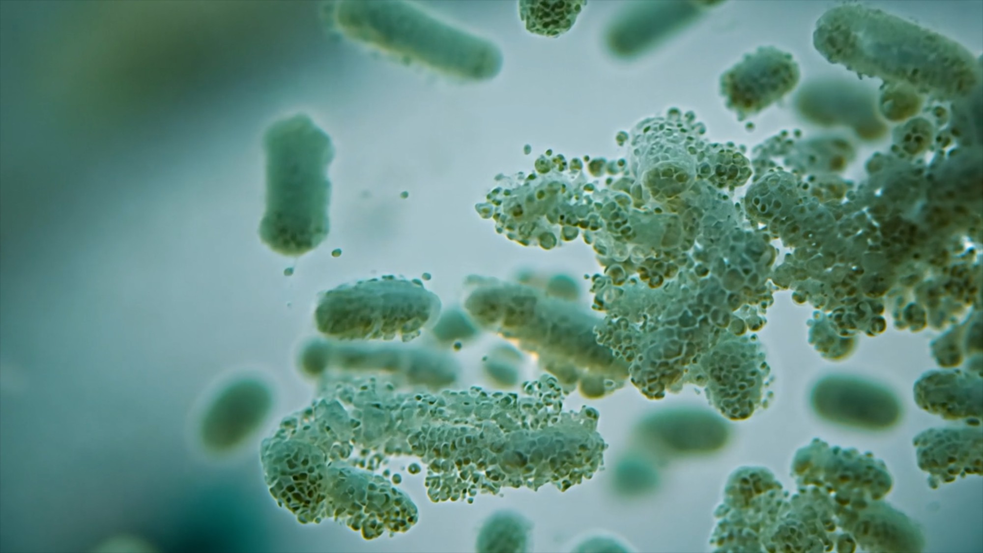 Im Darm des Mehlwurms siedeln Bakterien, die das giftige EPS in umweltfreundliche Materie umwandeln können. Obwohl EPS eine geschätzte Halbwertszeit von etwa 5000 Jahren hat, beschleunigt die Larve des Mehlkäfers diesen Prozess auf etwa 500 Jahre pro Tag.