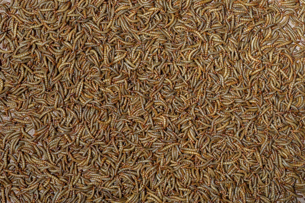 Yana Zschiedrich züchtet ein Kilogramm Mehlwürmer in einem Inkubator. Sie ernähren sich hauptsächlich von Styrodur und graben sich je nach Darreichungsform darin ein.