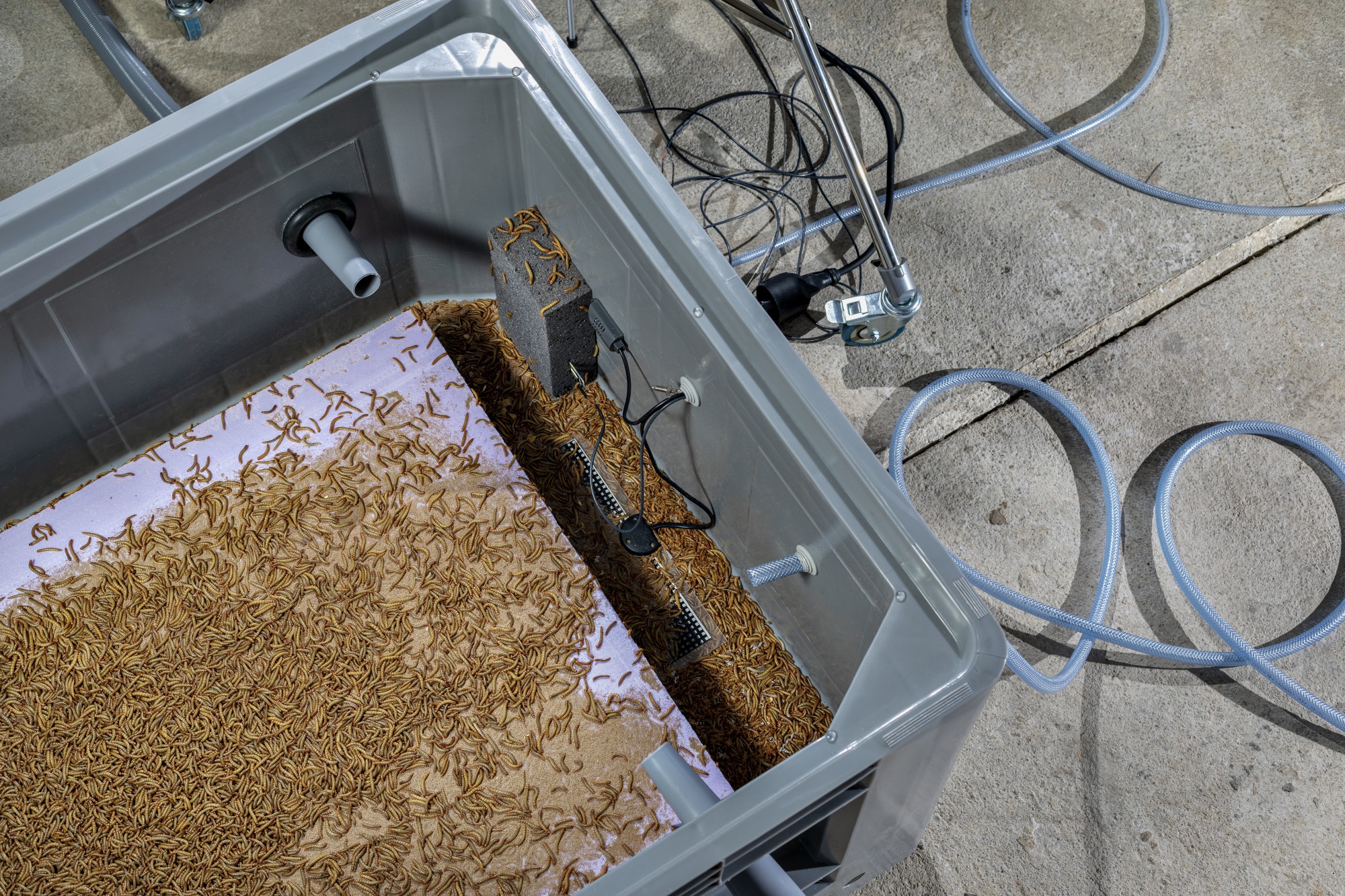 Mehlwürmer auf Dämmplatten in der Heilandskirche Leipzig, Contemporary Art.